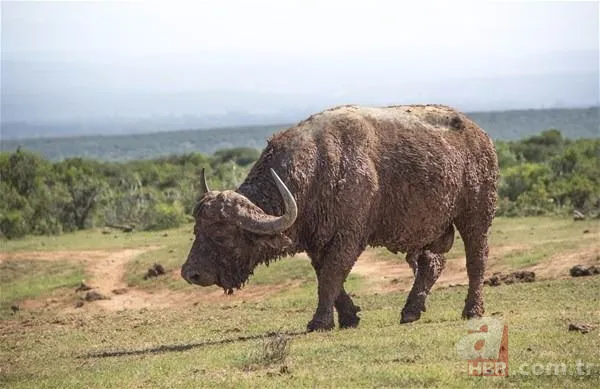 Partnerini kaybetmişti! Dünyanın en yalnız fili "Kaavan"... 18