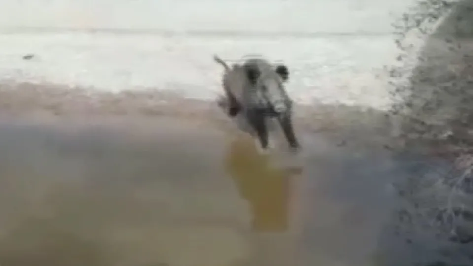Elazığ’da domuz paniği kamerada! Böyle saldırdı