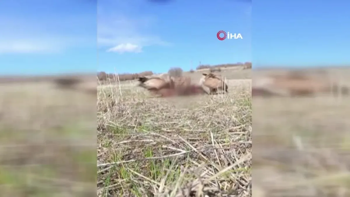 Domuz leşine gelen akbabalar fotokapana takıldı