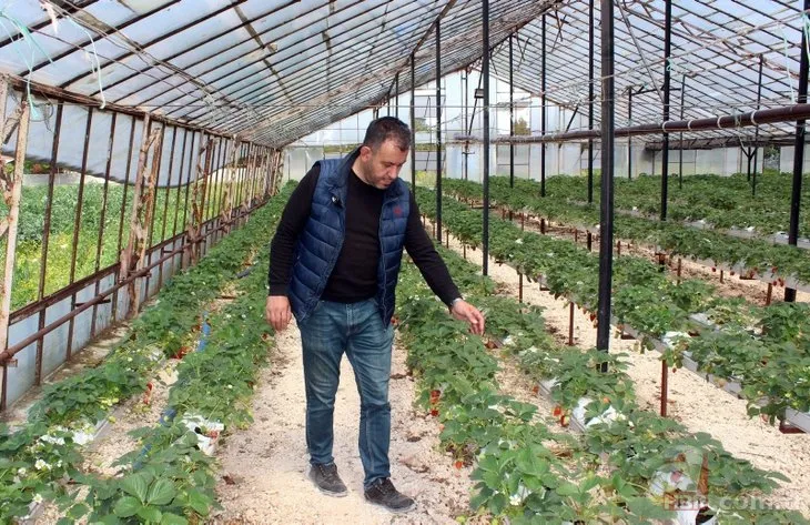 Topraksız çilek üretimi arttı! Yılda 300 bin lira kazanıyorlar