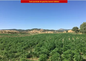 Terör örgütü PKK'nın finans kaynağına darbe: 1 ton esrar, 6 milyon 718 bin kenevir ele geçirildi