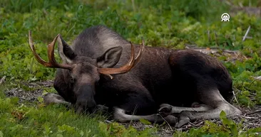 Son yıllarda sayıları arttı! Parkta ailecek böyle görüntülendiler