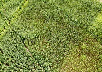 Samsun Vezirköprü'de kenevir hasadı için gün sayılıyor
