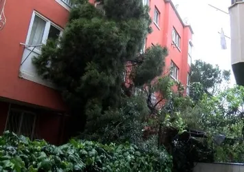 İstanbul’da devrilen ağacın dalları bir dairenin balkonundan içeri girdi