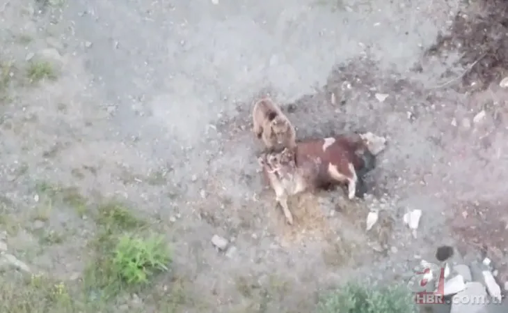 Ayı ineği yerken görüntülendi! Köye kadar inen ayıyı drone ile kovaladı