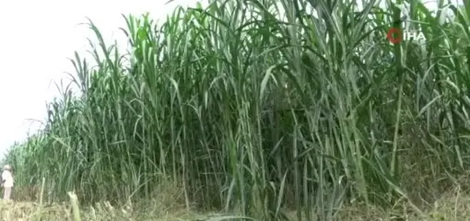 Samsun'da Maralfalfanın ilk hasadı yapıldı