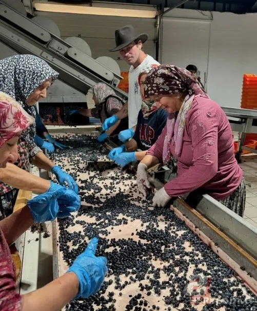 Kıvanç Tatlıtuğ ailesiyle bağ bozumuna gitti! Oğlu Kurt Efe'yle üzüm topladı 5