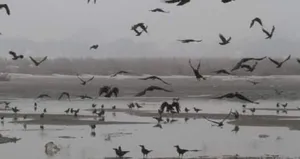 Kuşlar ve köpekler cesetleri yiyor!