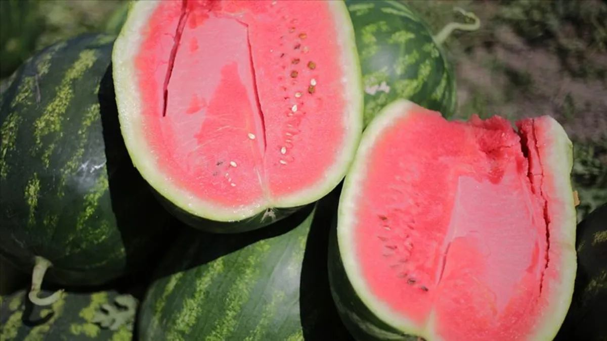 Yapay zeka pazara indi! Karpuz seçimi artık onda