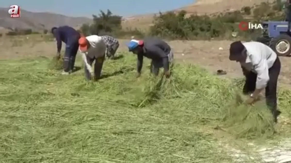 Batman'da asırlardır orakla pirinç hasadı yapılıyor