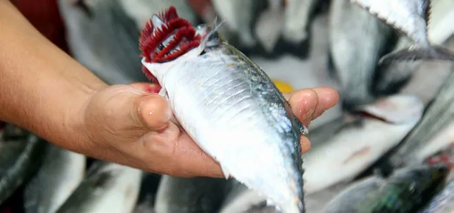 Balık fiyatları en az yüzde 60 ucuzlayacak
