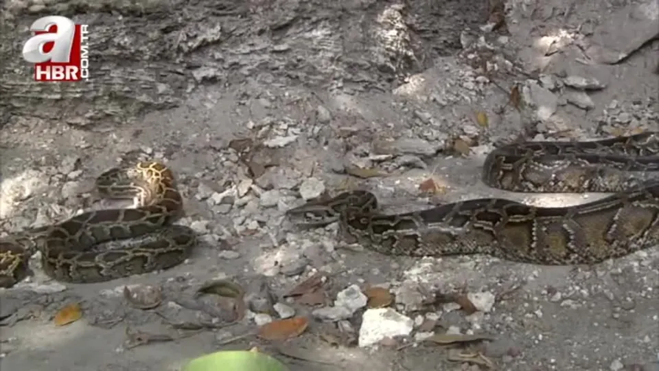 Fare avlayan yılan pitona yem oldu!