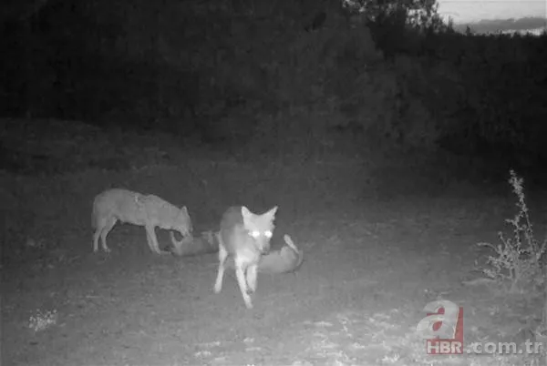 Dünyada ve Türkiye'de bir ilk! Aynı bölgede görüldüler 22