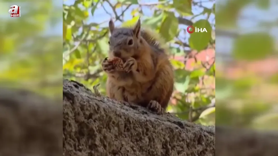 Bayram kömbesi yiyen sincap görüntülendi