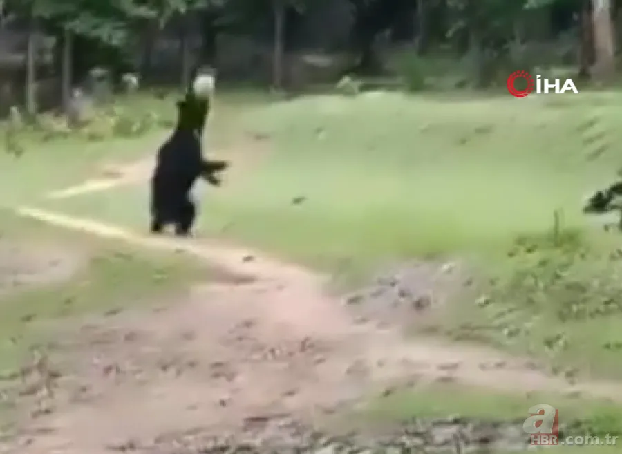 Ayılardan futbol resitali! Sosyal medyayı sallayan anlar 5