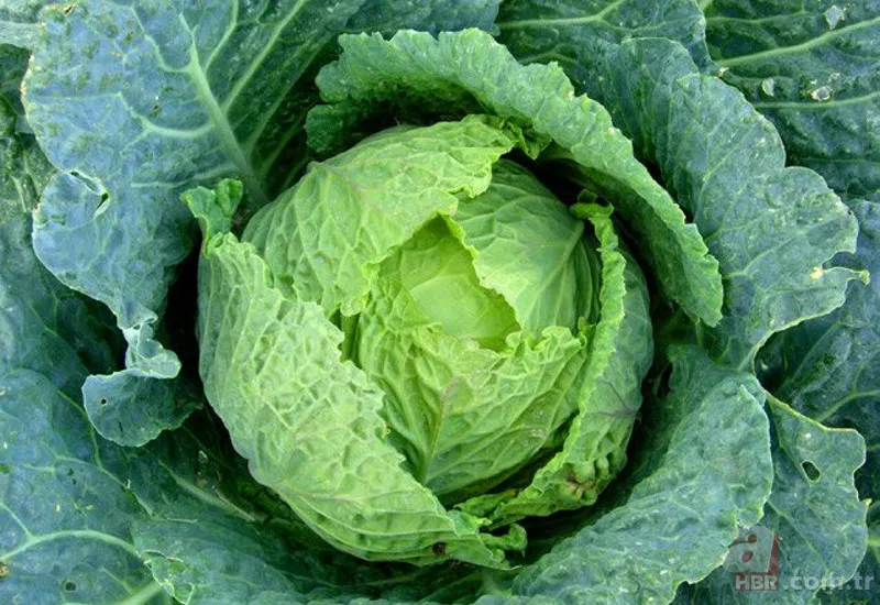 Göz sağlığınızı arşa çıkaracak 6 kilit besin! Çita kadar keskin görüşünüz olacak! 2