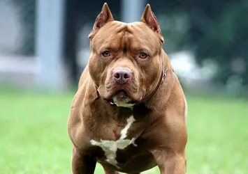 Pitbull besleyene 7 bin 802 lira ceza