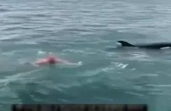 Katil balinaların üzerine balıklama atladı