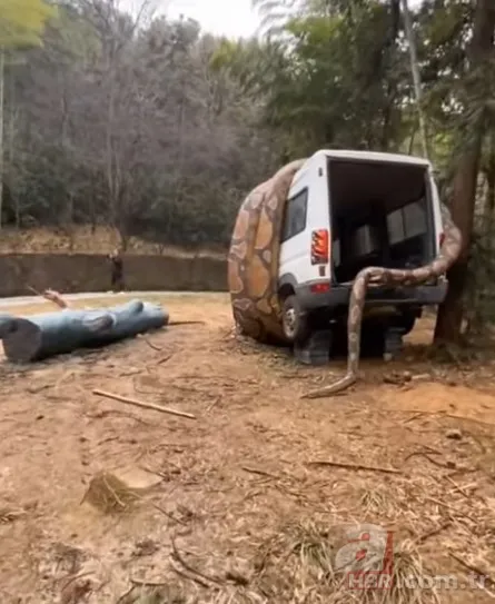 Bu görüntüler dehşete düşürdü! Dev anakonda arabayı sardı 12