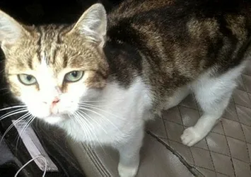 Uyuşturucu kuryesi kedi gözlem altında tutulduğu hayvanat bahçesinden kaçtı!