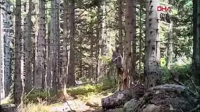 Yaban hayvanları fotokapanla görüntülendi