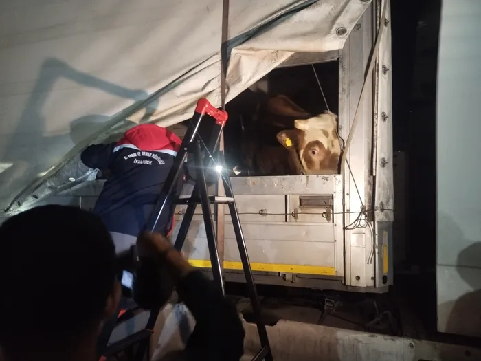 kurbanliklar-istanbula-giris-yapti-denetimler-724-suruyor-1747870692028.jpg FOTOĞRAF: İHA