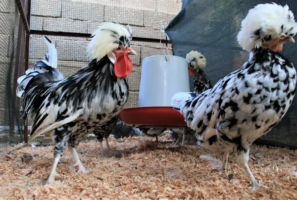 Akıllara ‘altın tavuk’ hikayesini getiriyor! Yumurtaları Türkiye’de 80, yurt dışında 150 lira