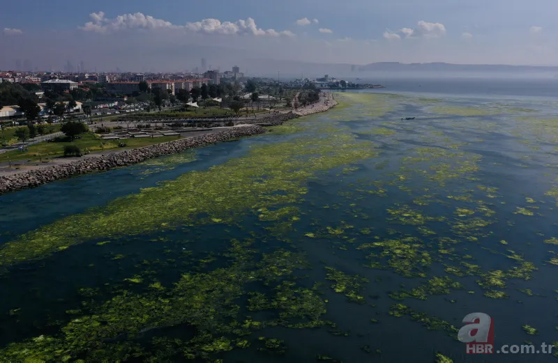 CHP'li Tunç Soyer'in "Yüzülebilir hale gelecek" dediği İzmir Körfezi çevre felaketi uyarısı veriyor 10