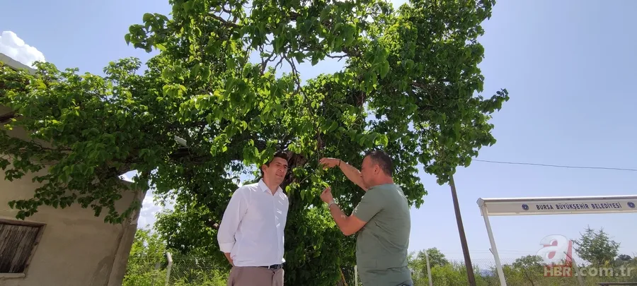 Türkiye’nin en yaşlısı o! Bin yaşındaki ağaç şifa dağıtıyor 8