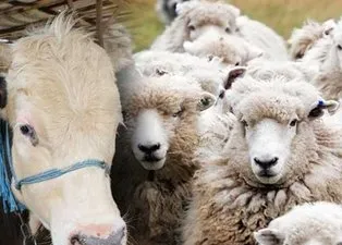 Kurbanlık Fiyatları 2024 | Koyun, keçi kurbanlık bedeli ne kadar, kaç TL? Küçükbaş hisseleri...