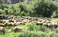 Tır devrildi, onlarca koyun telef oldu