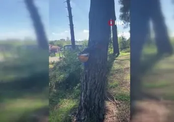 Sinop’ta su içen sincap kamerada