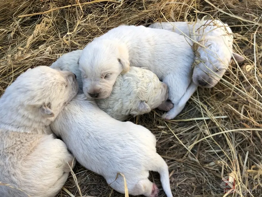 Yeşil olarak dünyaya geldi! Hemen fenomen oldu... 6