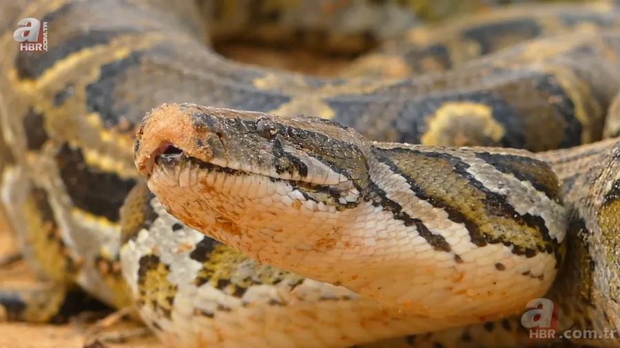 Fabrikada dev piton paniği! Yılan avcısı genç kadın... 24