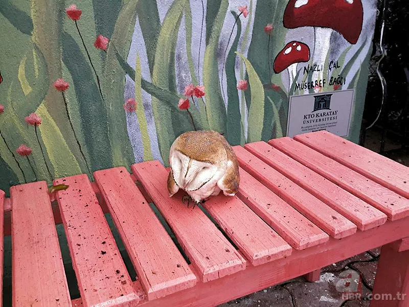 Koronavirüs nedeniyle sokağa çıkmak yasaklanmıştı! Sokakta yıllardır görülmeyen misk kedisi görüntülendi 12