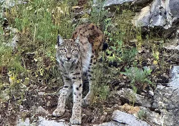 "Ormanın hayaleti" vaşak Kemaliye’de görüntülendi