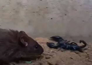 Akrep ve fare karşı karşıya geldi! Sonunda bakın kim kazandı