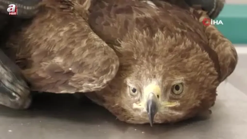 Yaralı kaya kartalı tedavi ediliyor