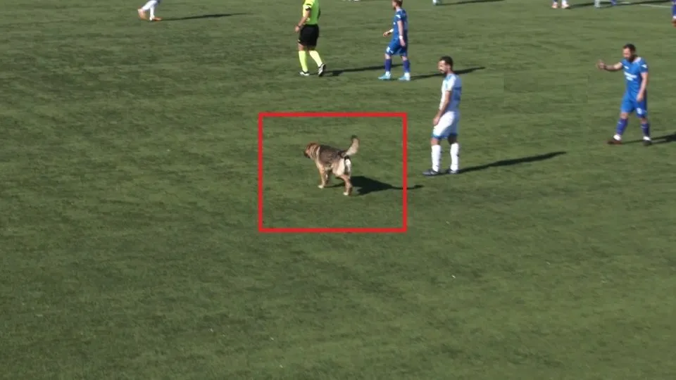Köpek sahaya girdi maç durdu |Video