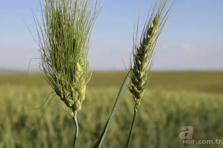 Arkeoloji kazılarında bulundu: 7 bin yıllık 3 kat daha fazla verimli buğday boy verdi! ’Buğday sorunu kalmayacak’🌾
