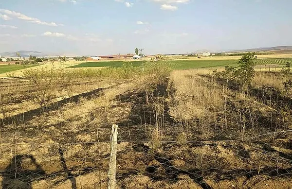 Kütahya'da yüksek gerilim hattına çarpan kuş yangın çıkarttı - 2