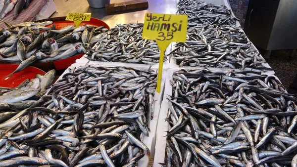 Karadeniz’de palamuttan sonra hamsi bereketi - 2