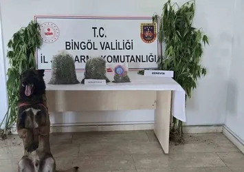 Bingöl'de uyuşturucuyla mücadele
