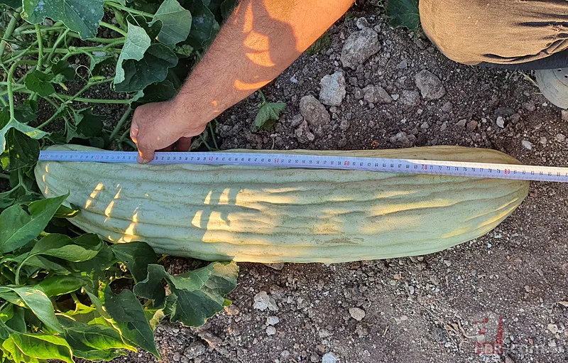 Tarlasında yetişeni görünce şaşkına döndü: Devasa büyüklükte! 3