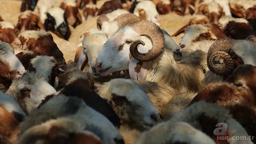 Kurban eti kimlere verilir? Kurban eti en az kaç kişiye dağıtılır? Kurban eti dağıtımı nasıl olmalı? Diyanet açıklaması 11