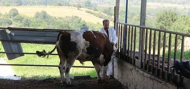 1 tonluk huysuz boğayı tek başına yatırdı! Kurban keseceklere rueff yöntemini önerdi