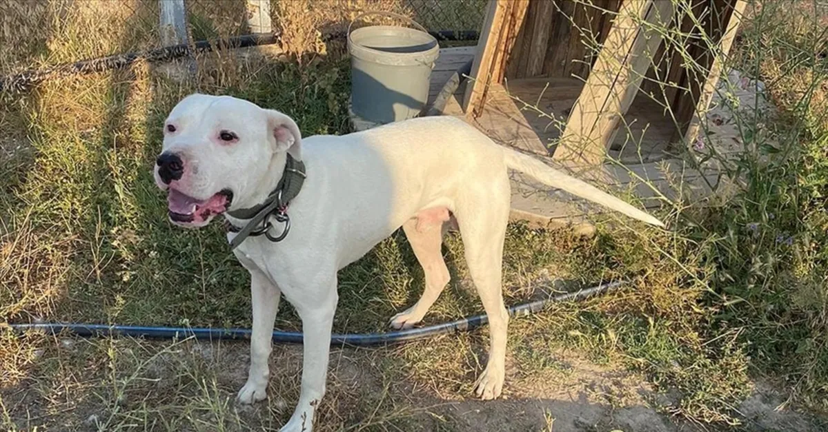 Yasaklı köpek ırkları tehlike saçıyor mu?
