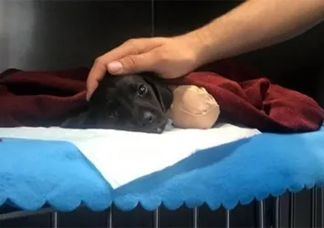 Cumhurbaşkanlığı'ndan Sakarya'da patileri kesilen yavru köpekle ilgili açıklama