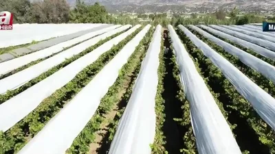 Sarıgöl Havzası’nda örtü altı üzüm üretimi!