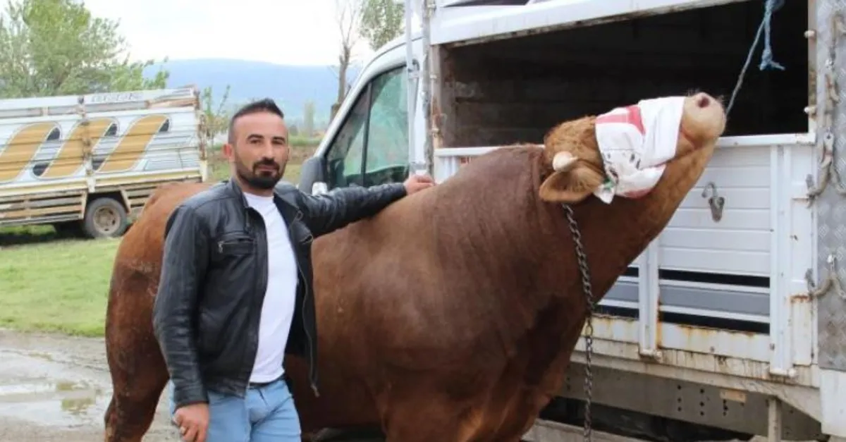 1 ton 150 kilogram ağırlığındaki "Paşa"